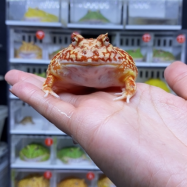 特价秒杀一切顺利