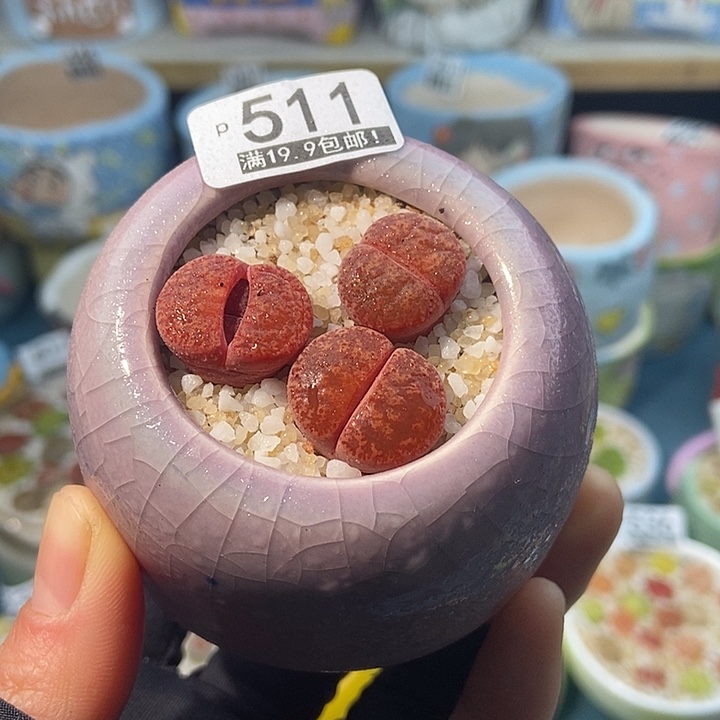 大舅生石花肉锥多肉511