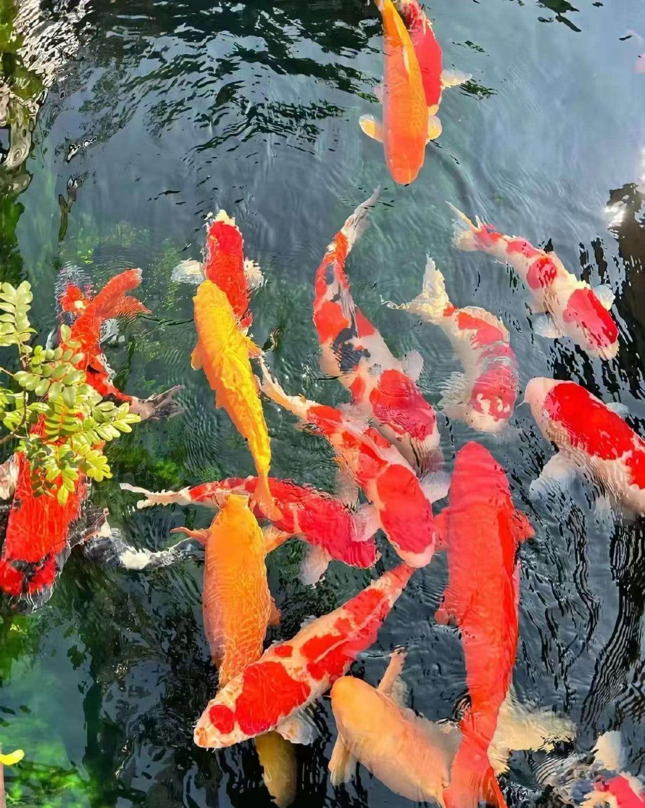 多种颜色混合搭配淡水冷水观赏鱼