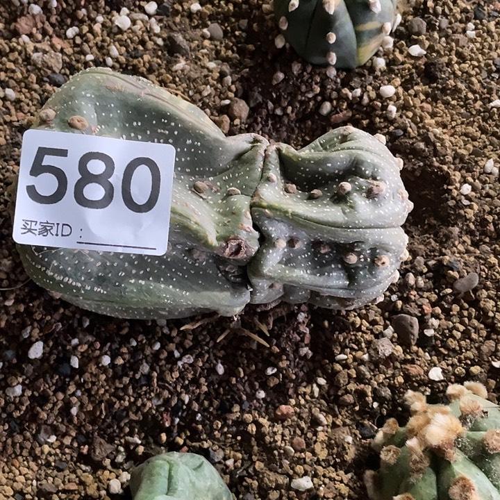 仙人球无花朵580号