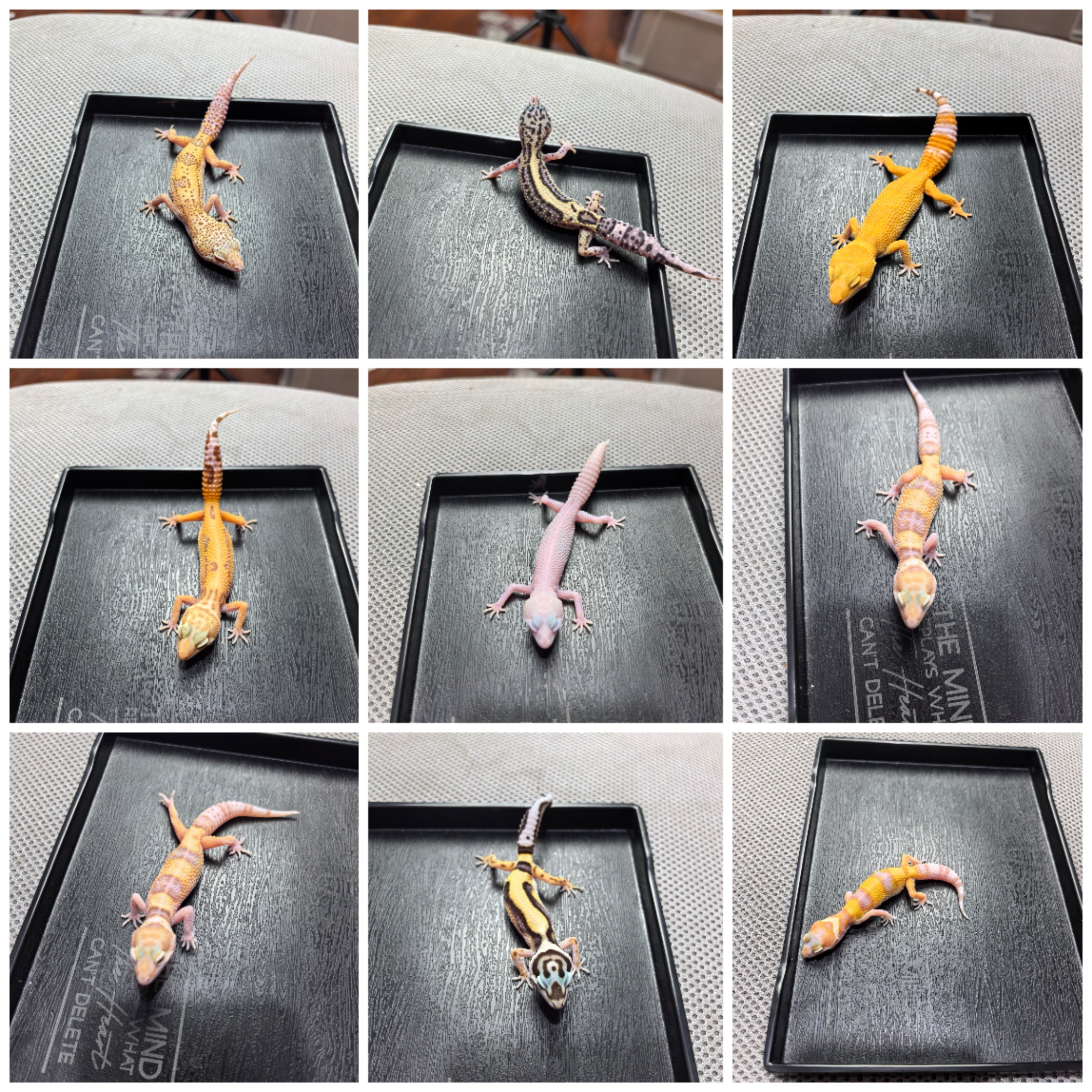 B组豹纹守宫活体宠物蜥蜴新手入门好养活爬宠