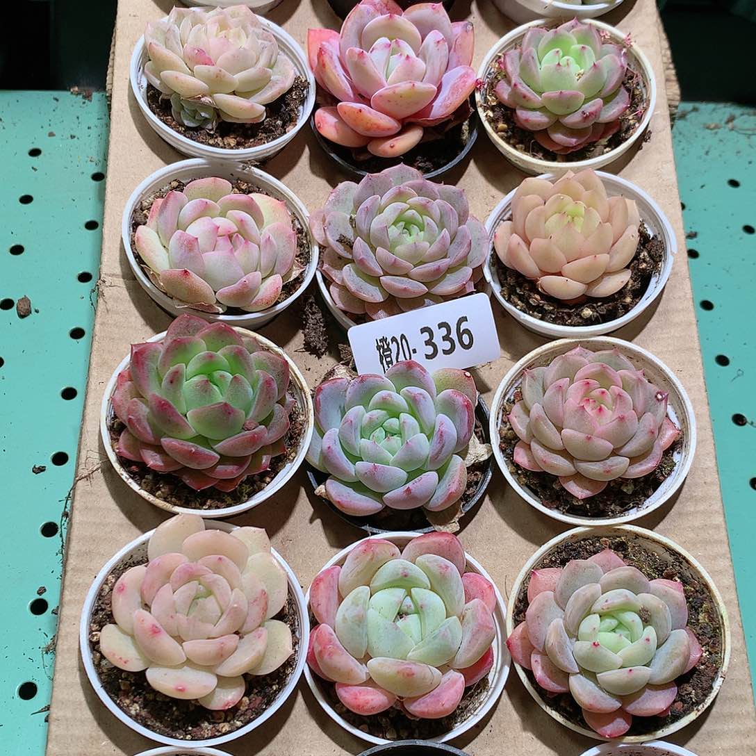 20-336一物一拍带盆18颗