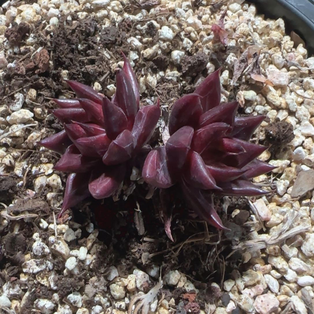 R*o一位名叫苏拉票勒萨