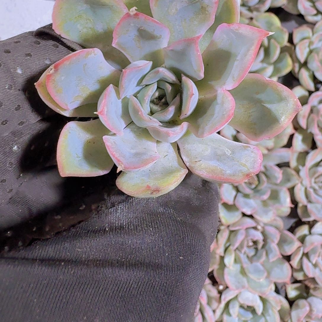 精品猎户两颗一组