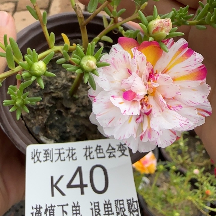 无花朵K040超小苗盆口10cm