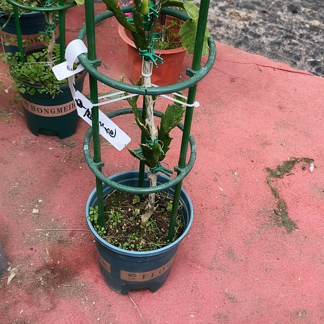 ****₄完全开放福利款霜丛