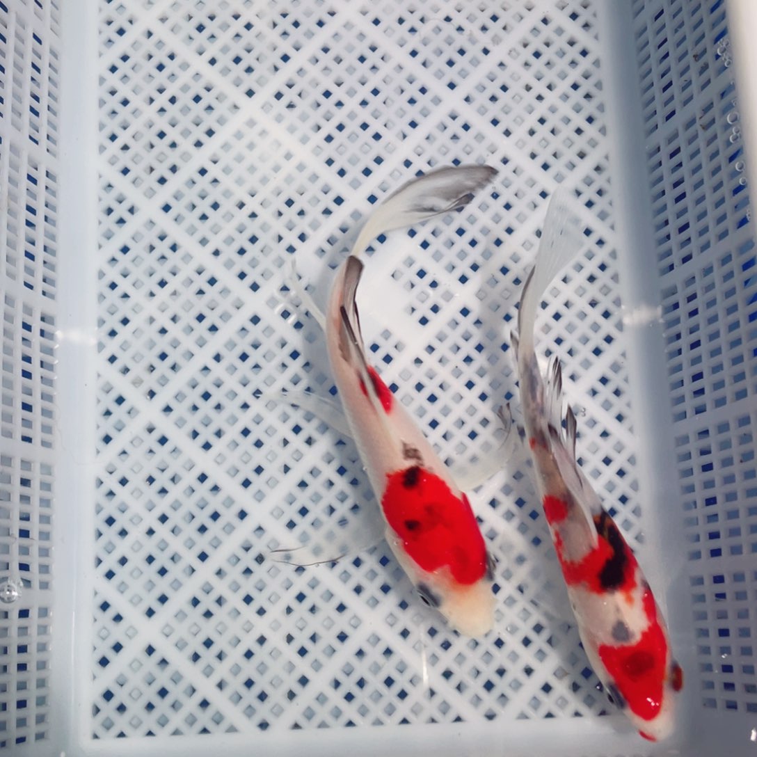 锦鲤锦鲤观赏鱼161718