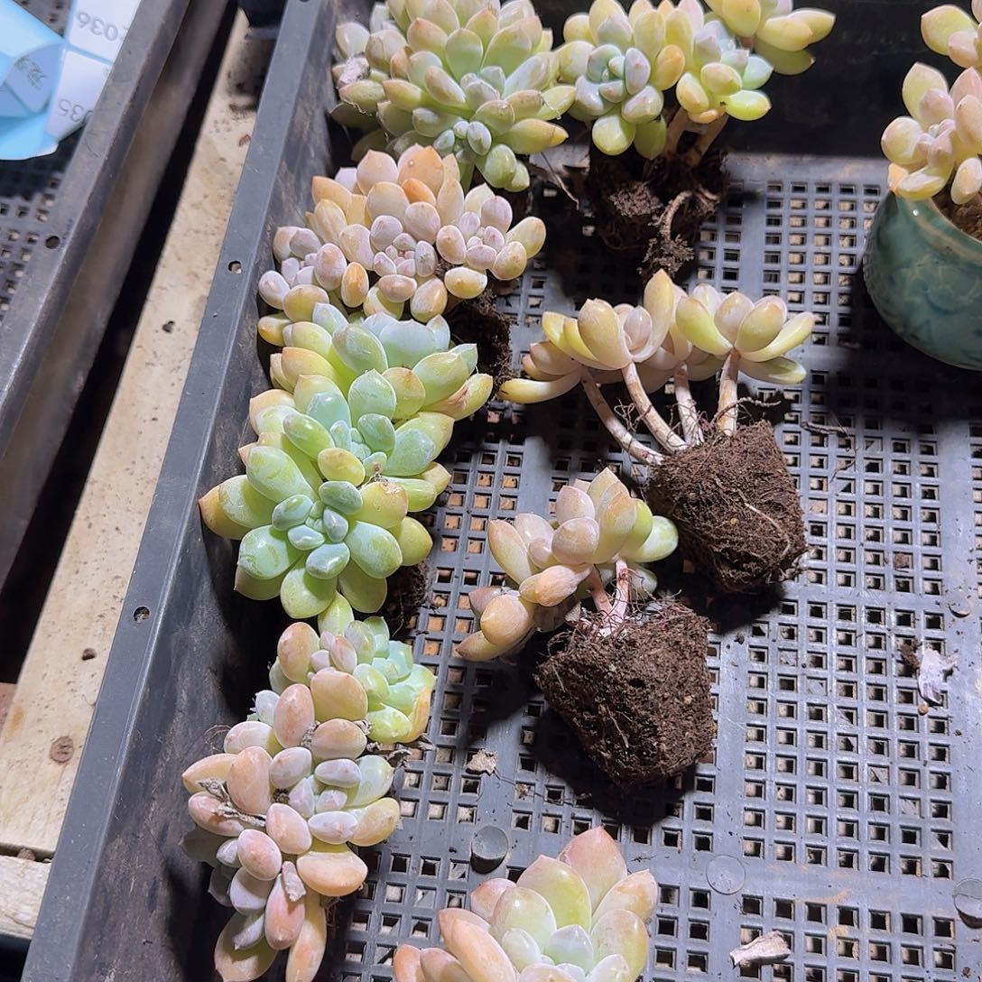奶酪杂带杆子10颗福利量拍