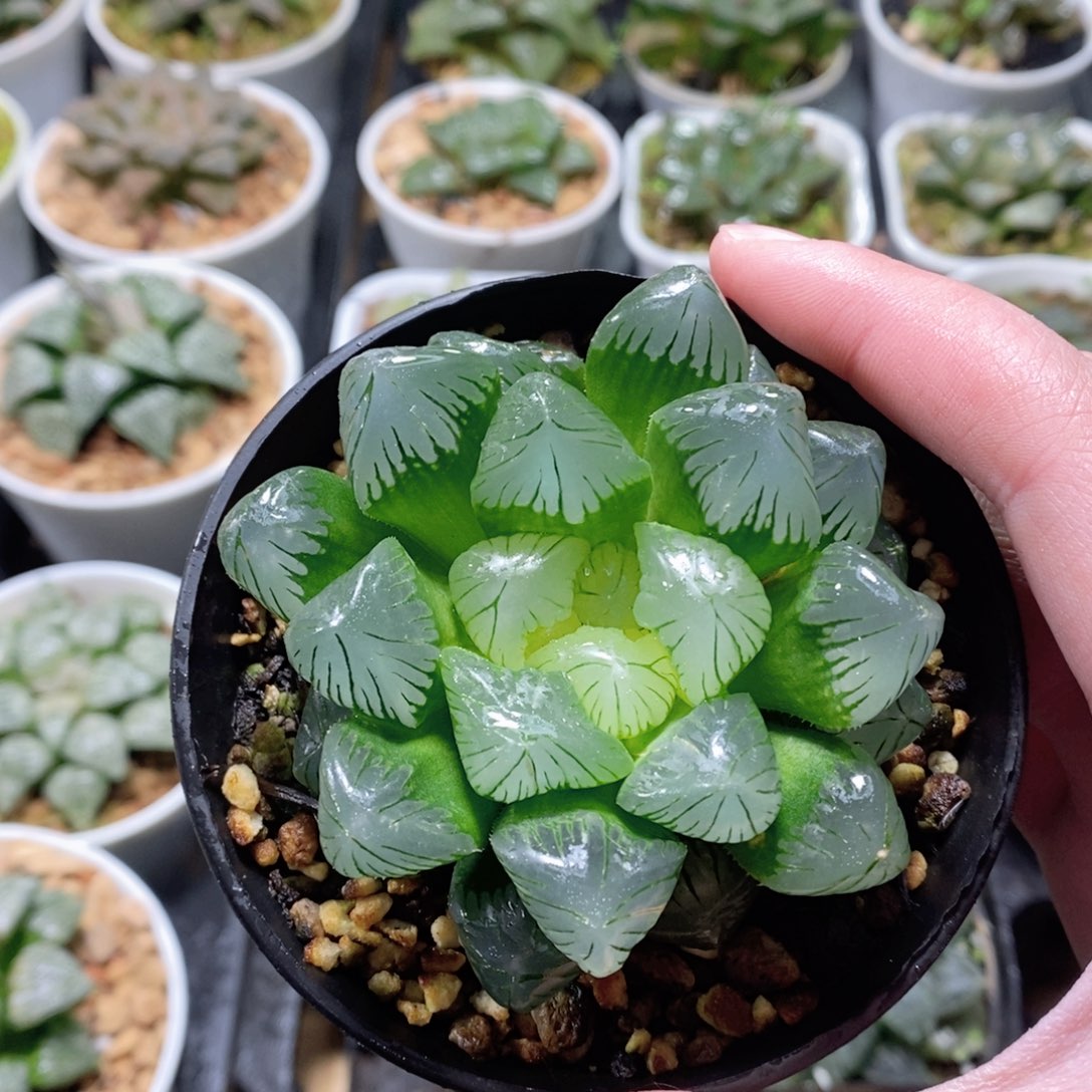 翠玉露多肉植物多肉植物