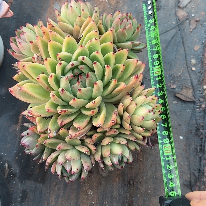 凸起140 多肉植物一物一拍