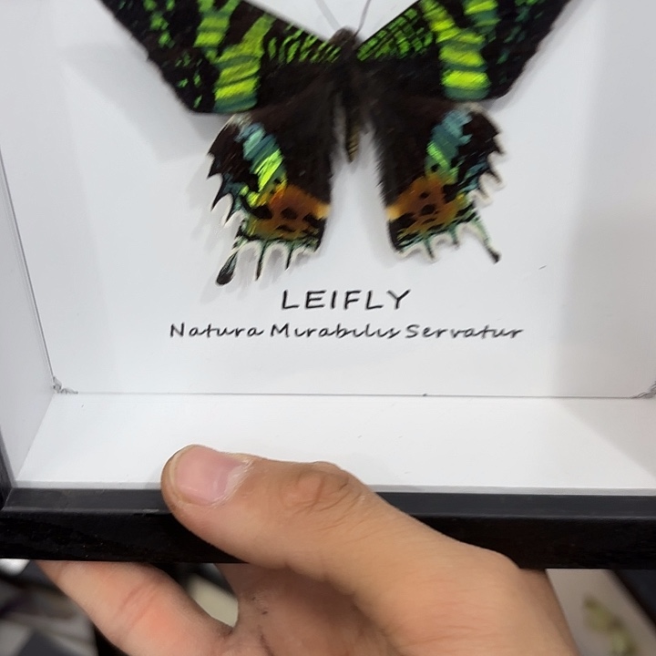 宋***小蝴蝶标本定制178@