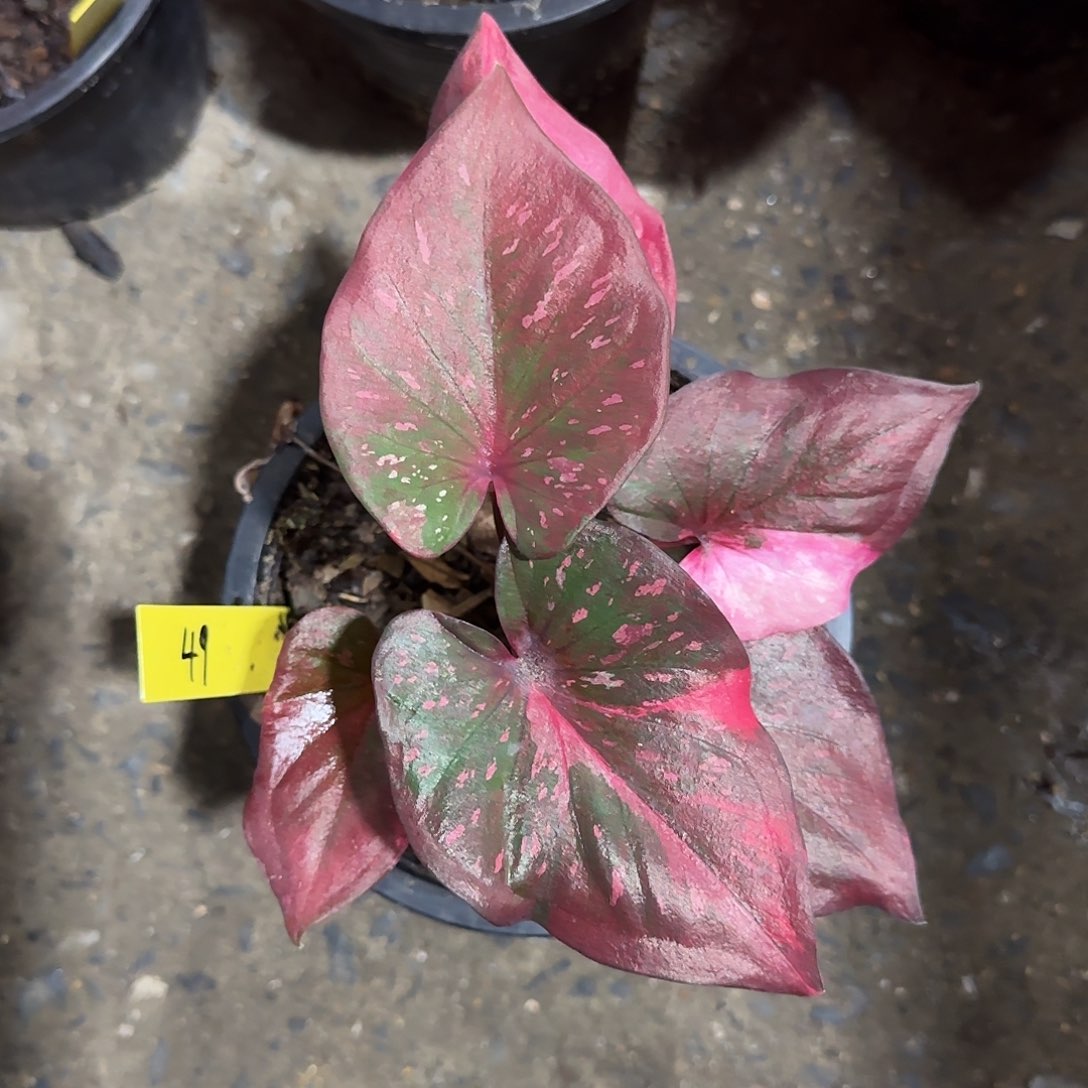 49-0525泰国发货多肉