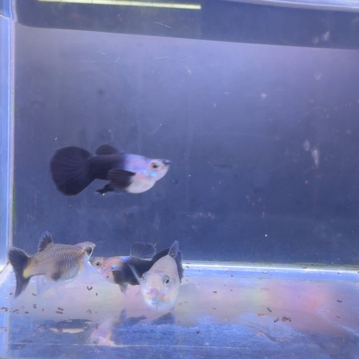 呐***疼孔雀鱼各种球17条