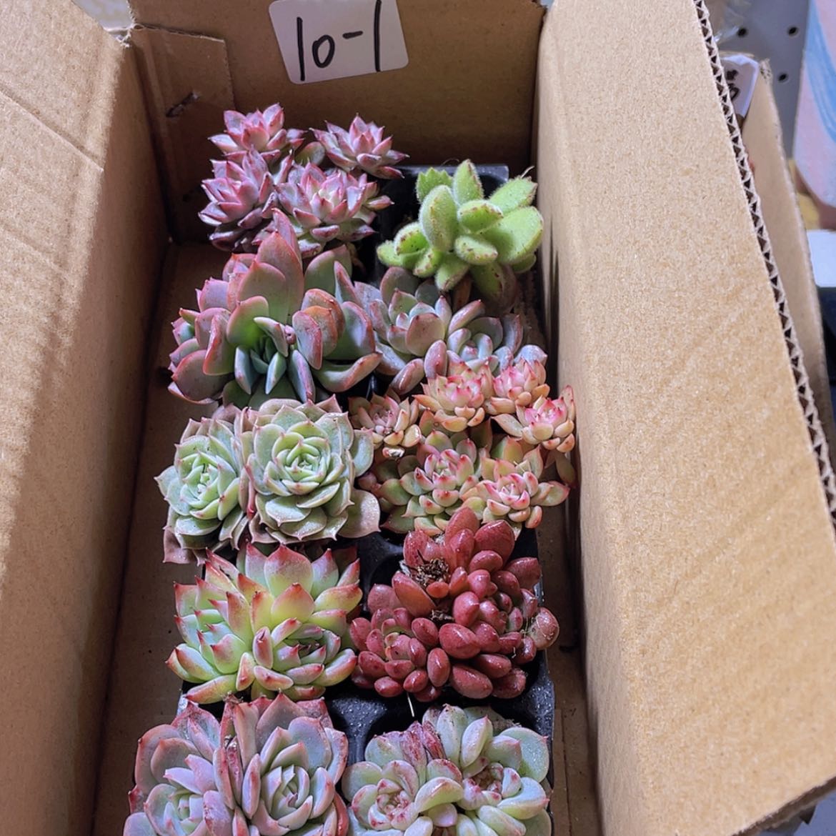 【闪购商品】10颗-1