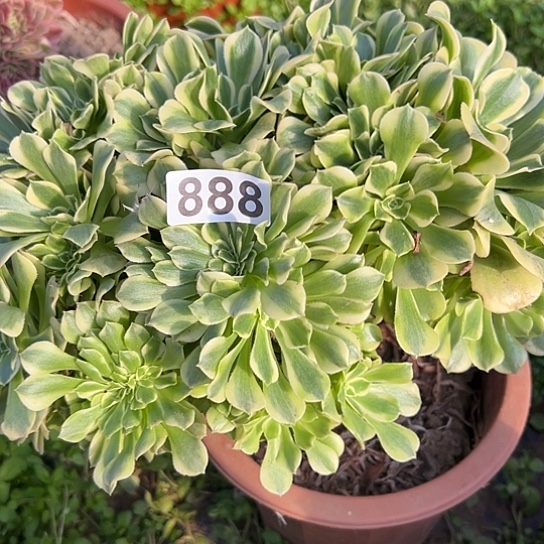 美***院多肉植物一个绿豆沙888