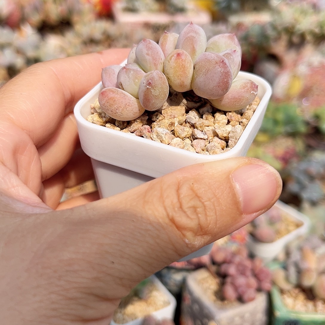 血芙奶酪一物一拍