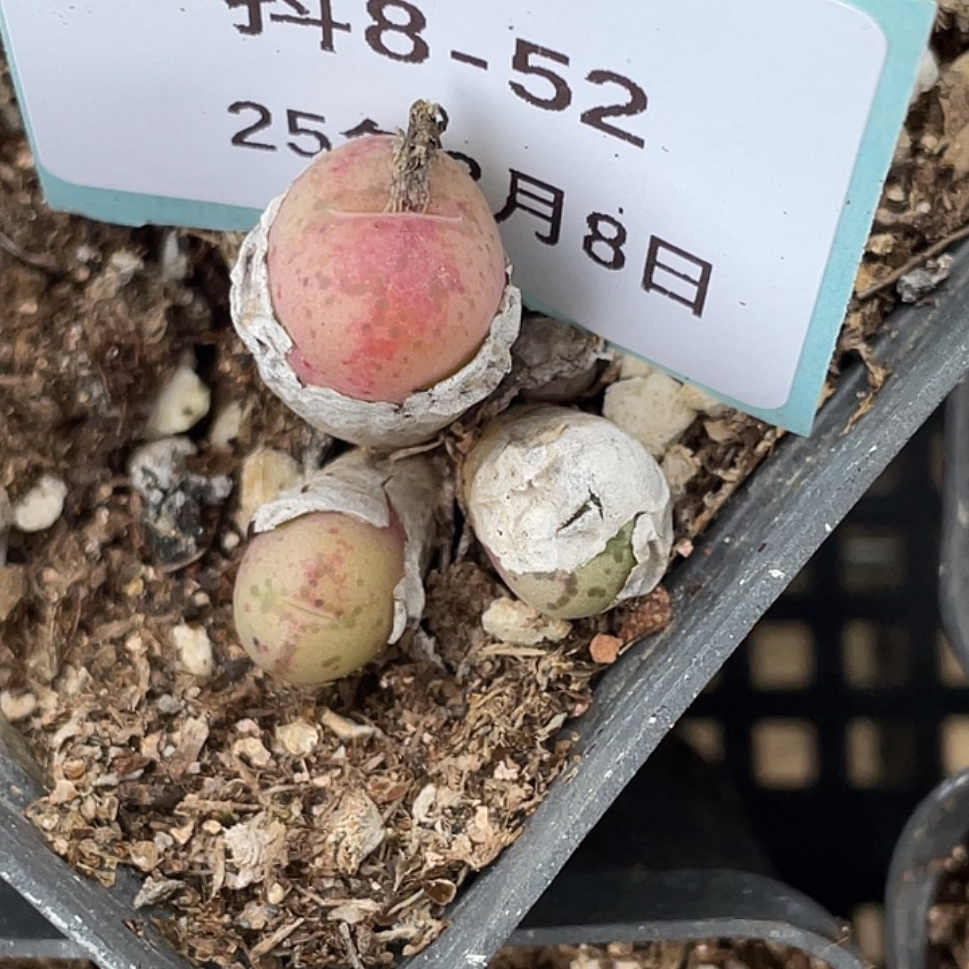 (****8-52肉锥多肉植物