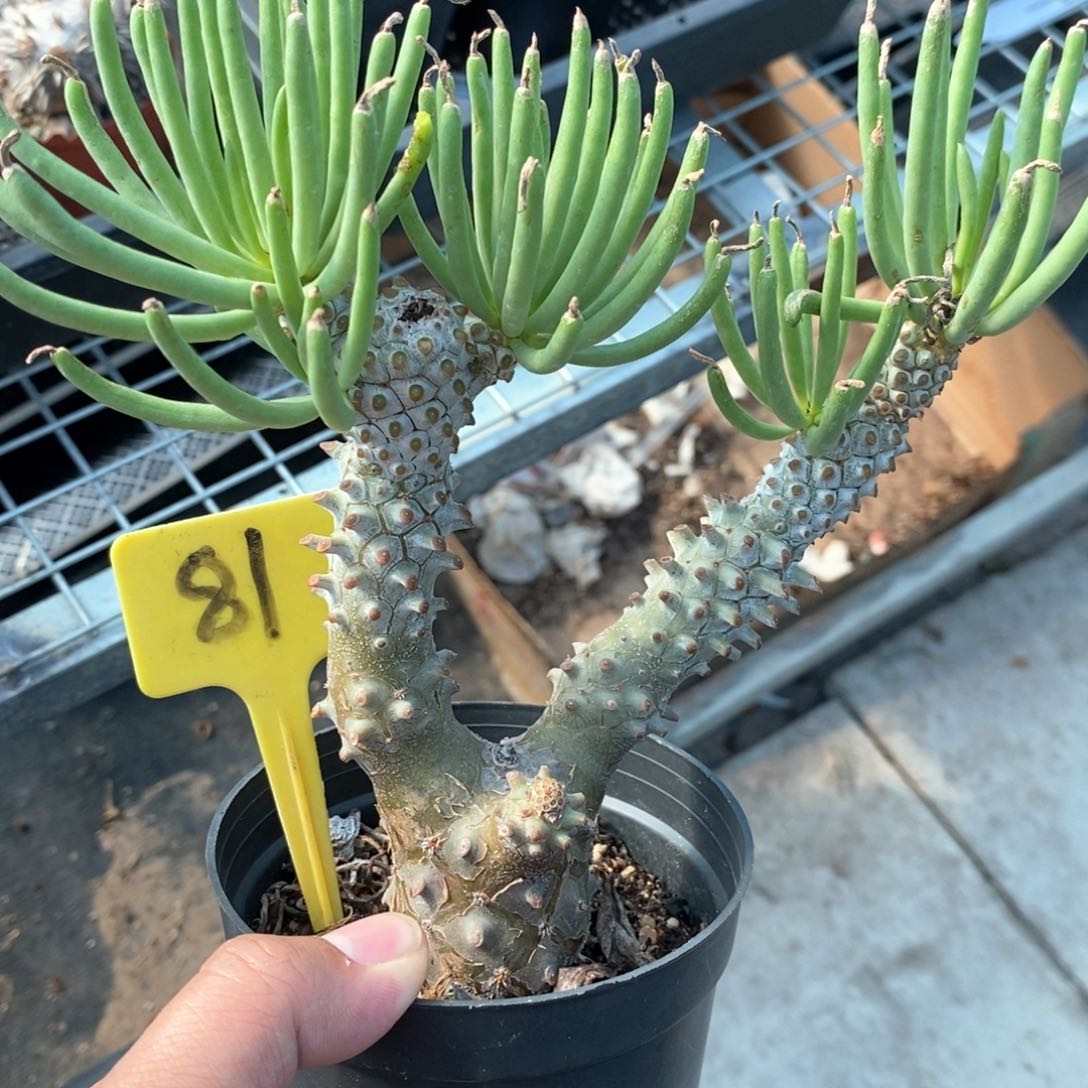 钟馗多肉植物一个