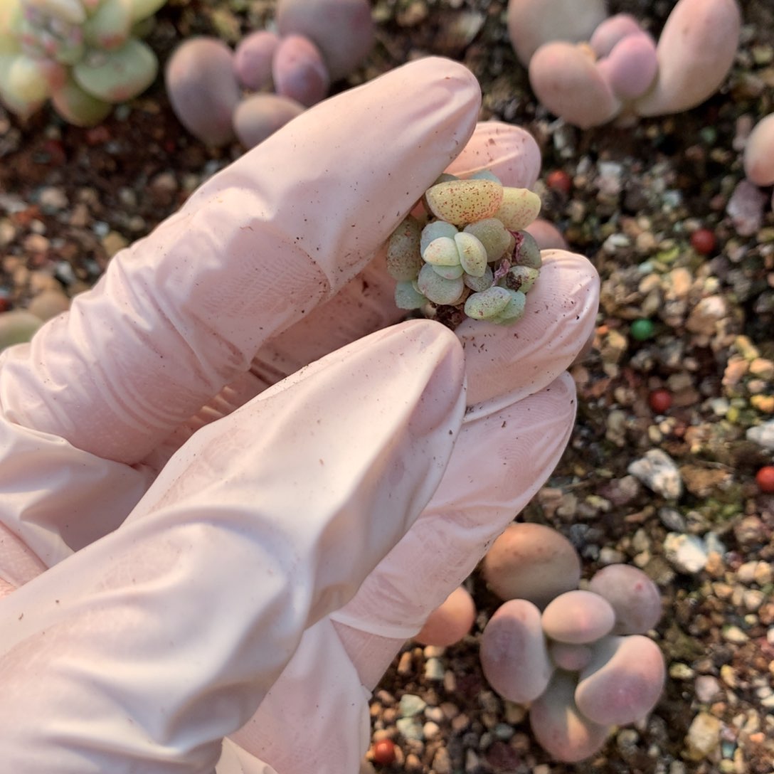 冰玉实话冰玉。石化