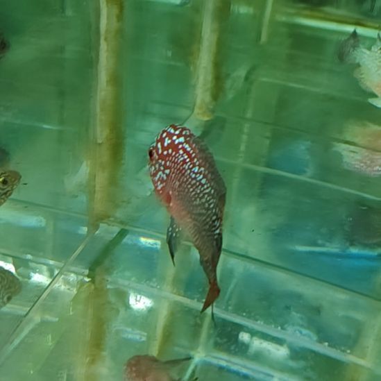 罗汉鱼2222222222222