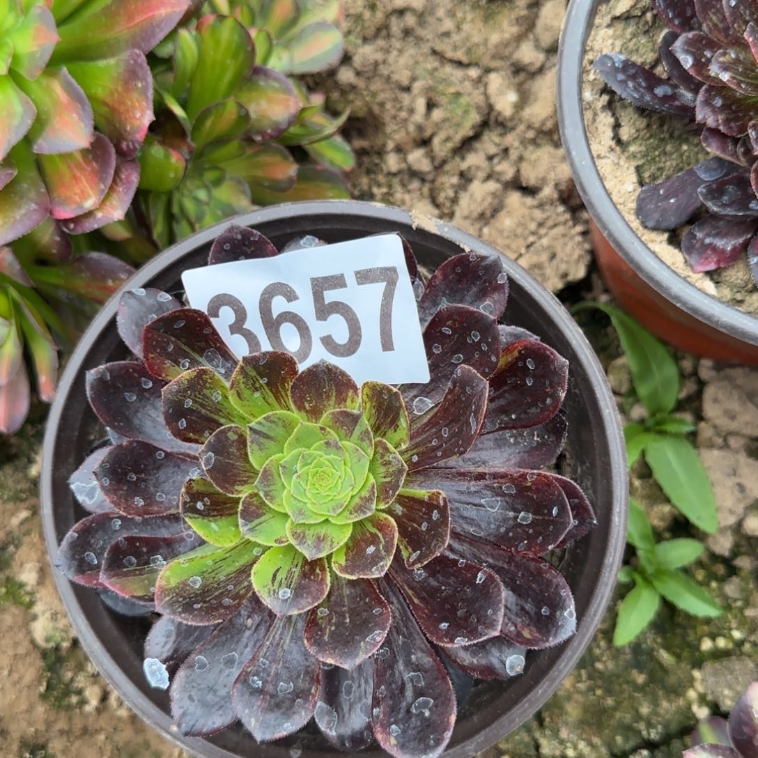 3657墨兰迪多头多