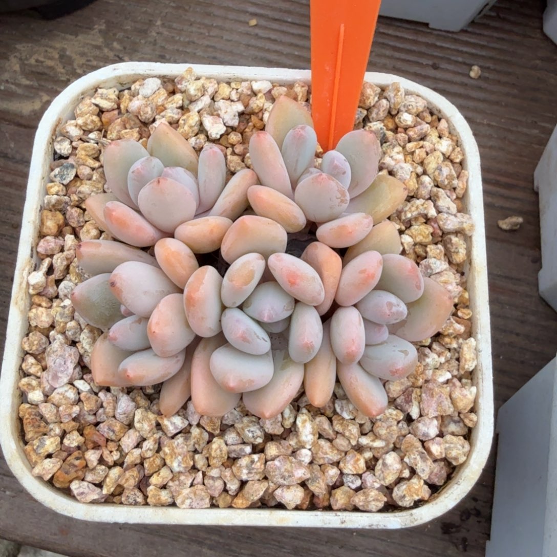 珍舞111111111111111111111