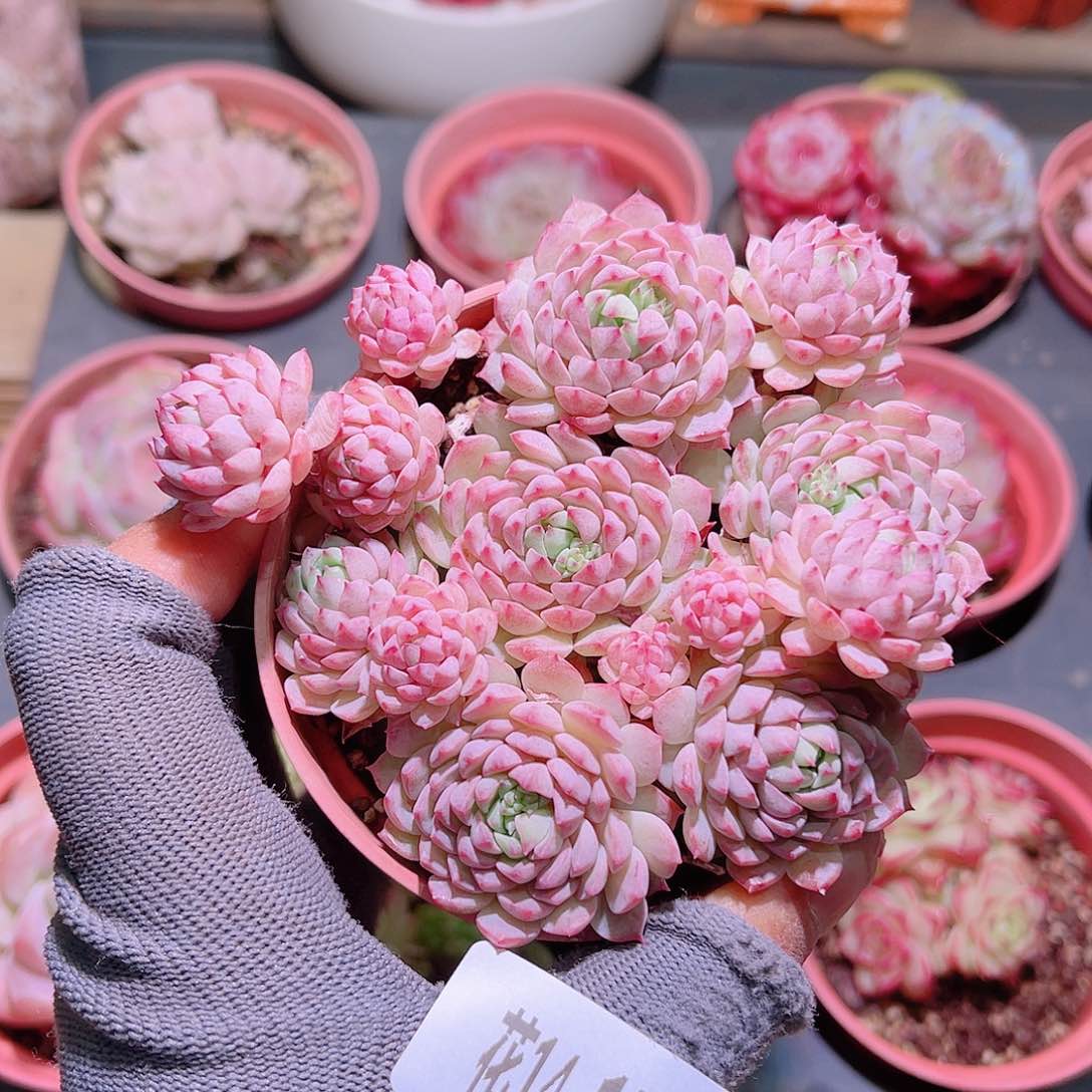 花14-172小粉莓群生