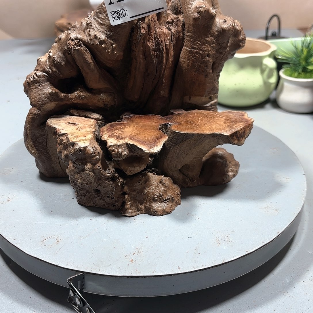 翅***膀大果紫檀（缅甸花梨）