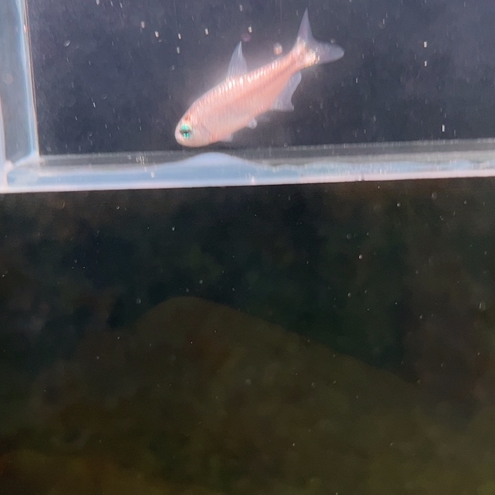 灯科鱼粉色牌10号百金兰魔鬼 