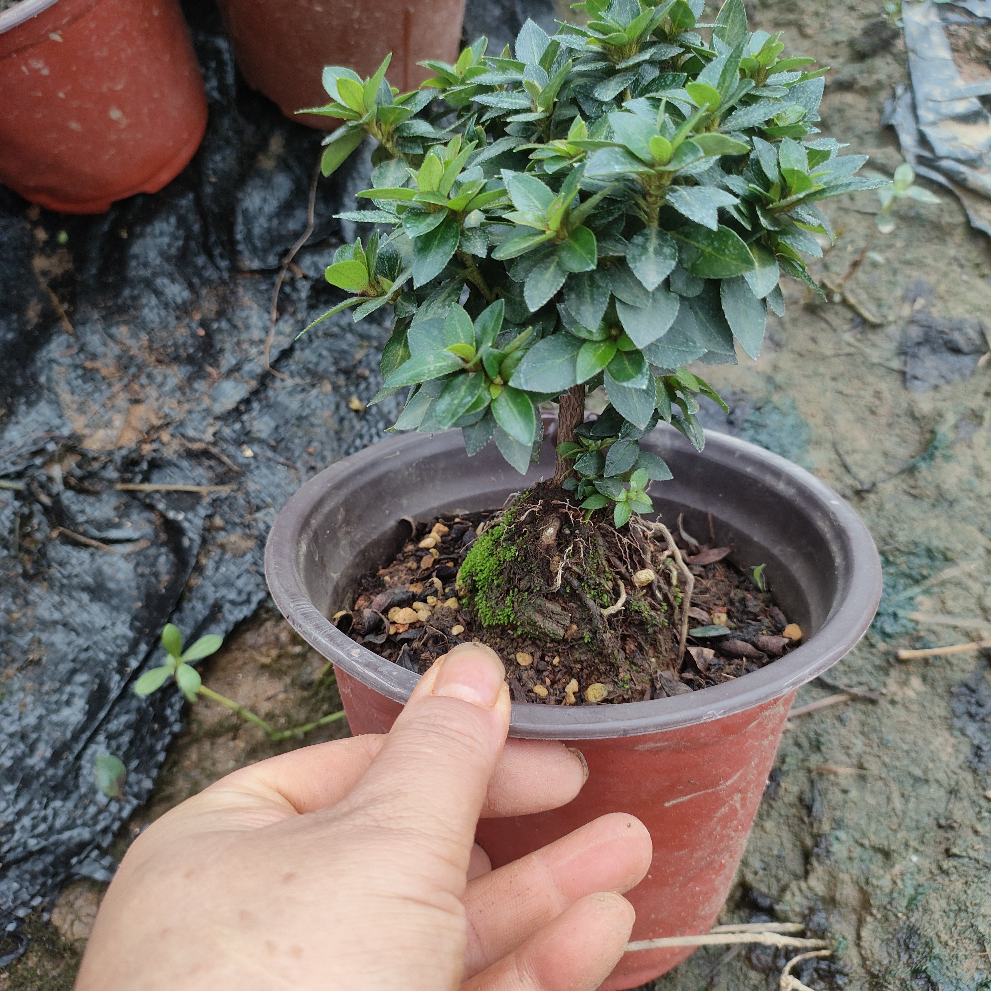 皋月杜鹃鹿山鹃之舞