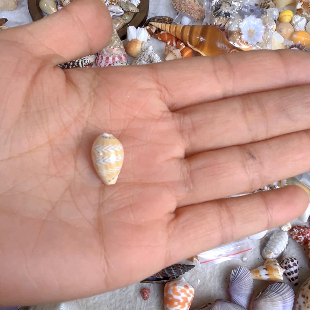 大理石磁石吾***灰天然贝壳特价不退不换