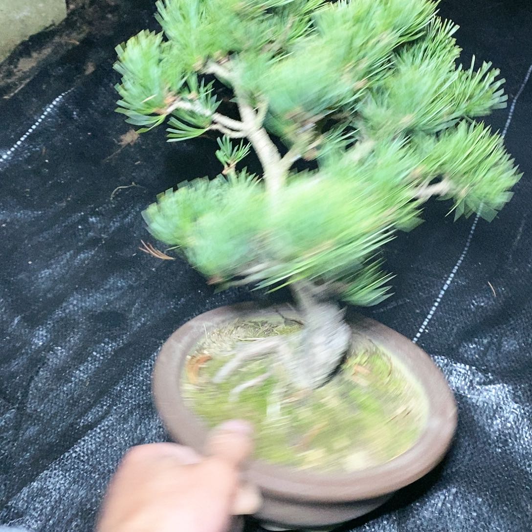 【闪购商品】无花朵