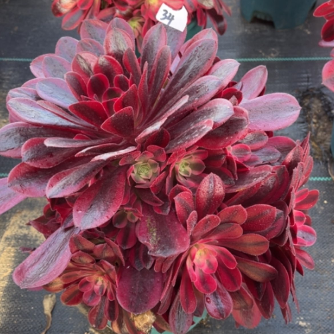 【闪购商品】34型不圆处理多肉