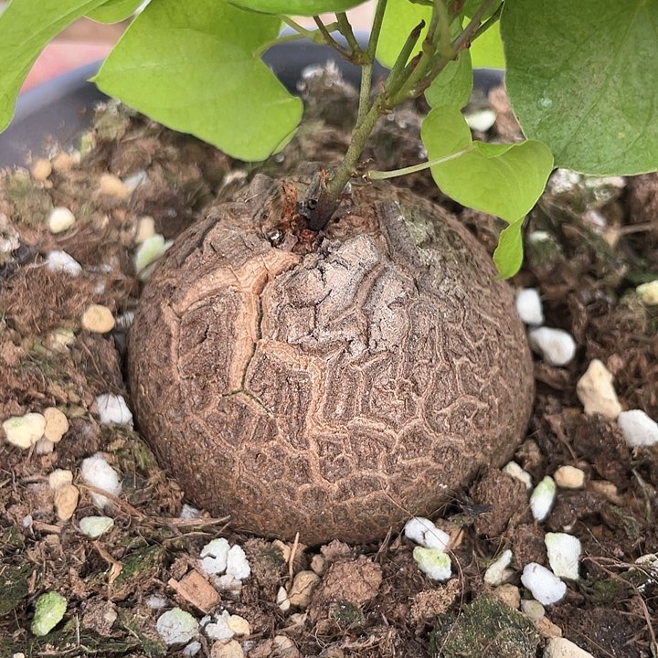 龟甲龙一物一拍404号4.8cm