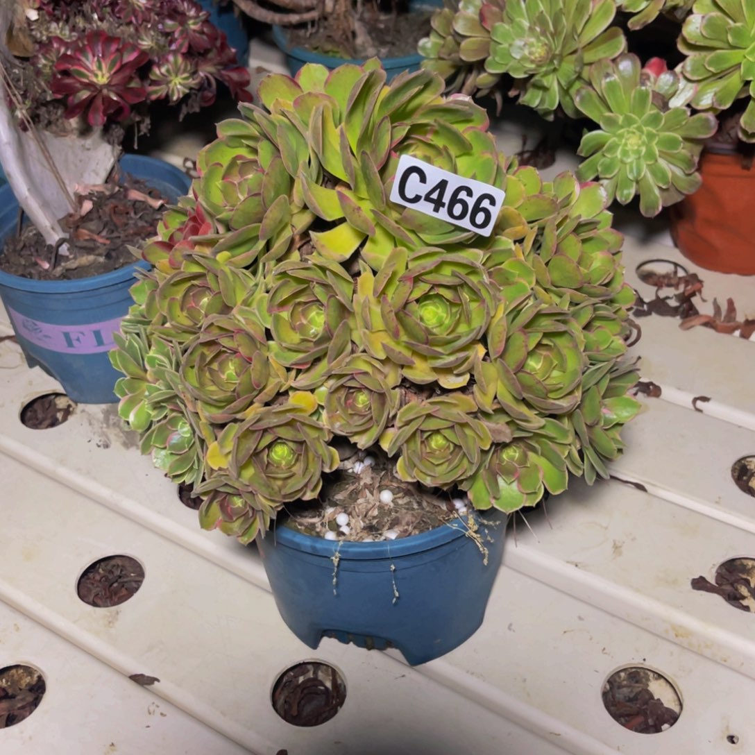 母本粉花妖7///12包邮