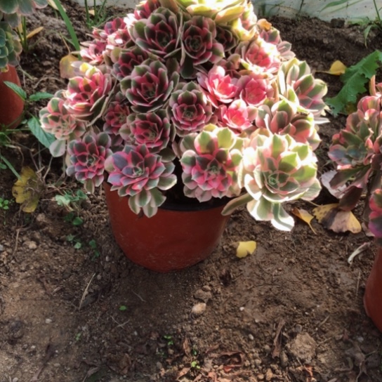 家***小无花朵青苹果法师多肉植物060号