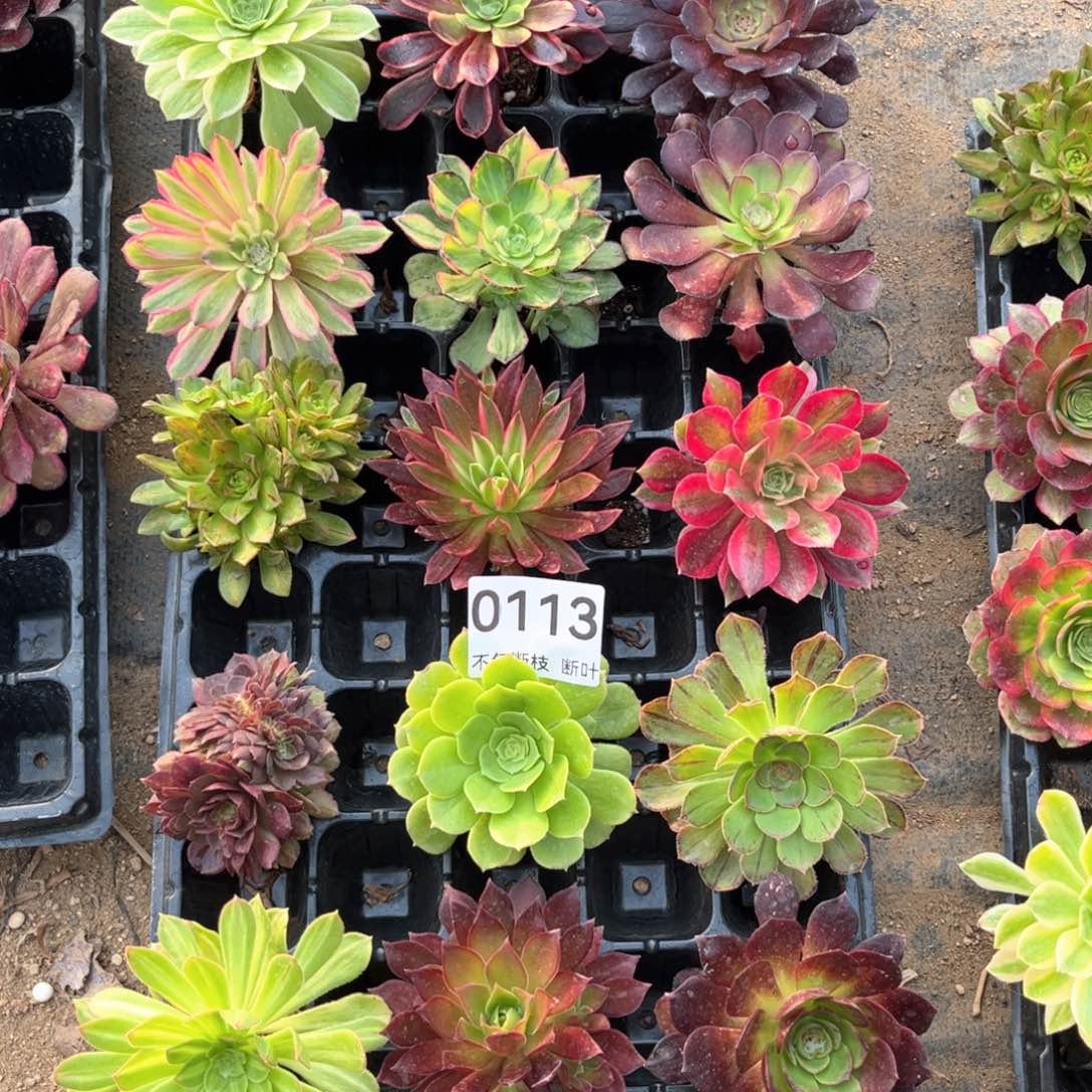 113号，15棵不同品种，包邮