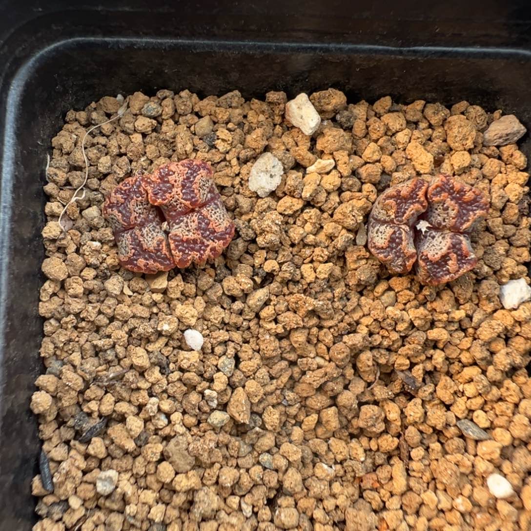 10-23肉锥多肉植物