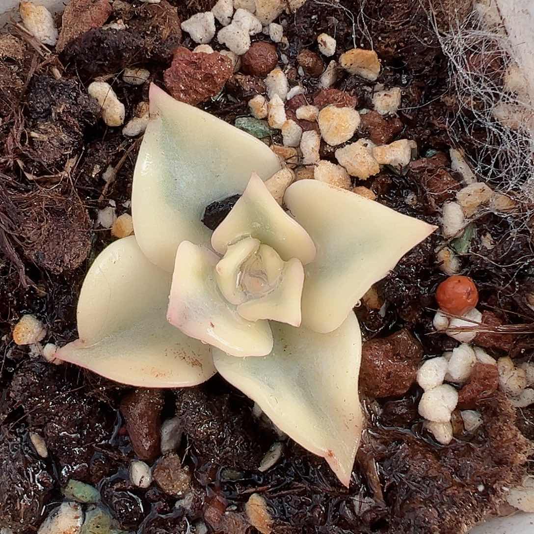 露西娜锦，覆轮锦