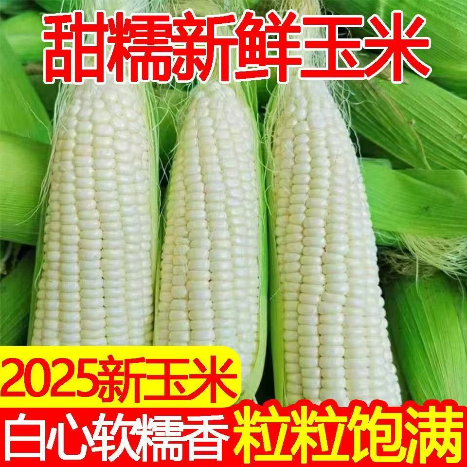 甜糯白玉米好吃甜