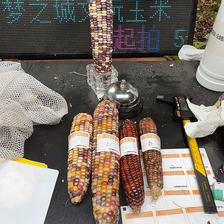 三***三大叶紫檀（黑酸枝木类）