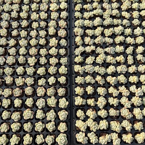 单头冰玉100棵包邮 [零下地区勿拍 不包冻]