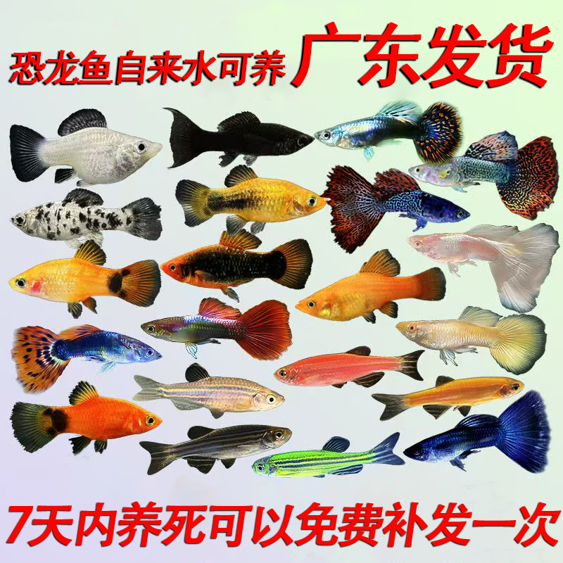 【能拍就能收到】  包活到家    观赏鱼淡水冷水鱼好养耐活