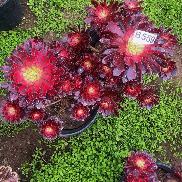 多肉法师559号黑桐柏两颗不包损