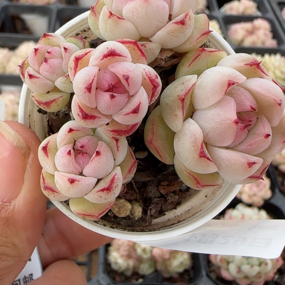 花语逸镜0129-680