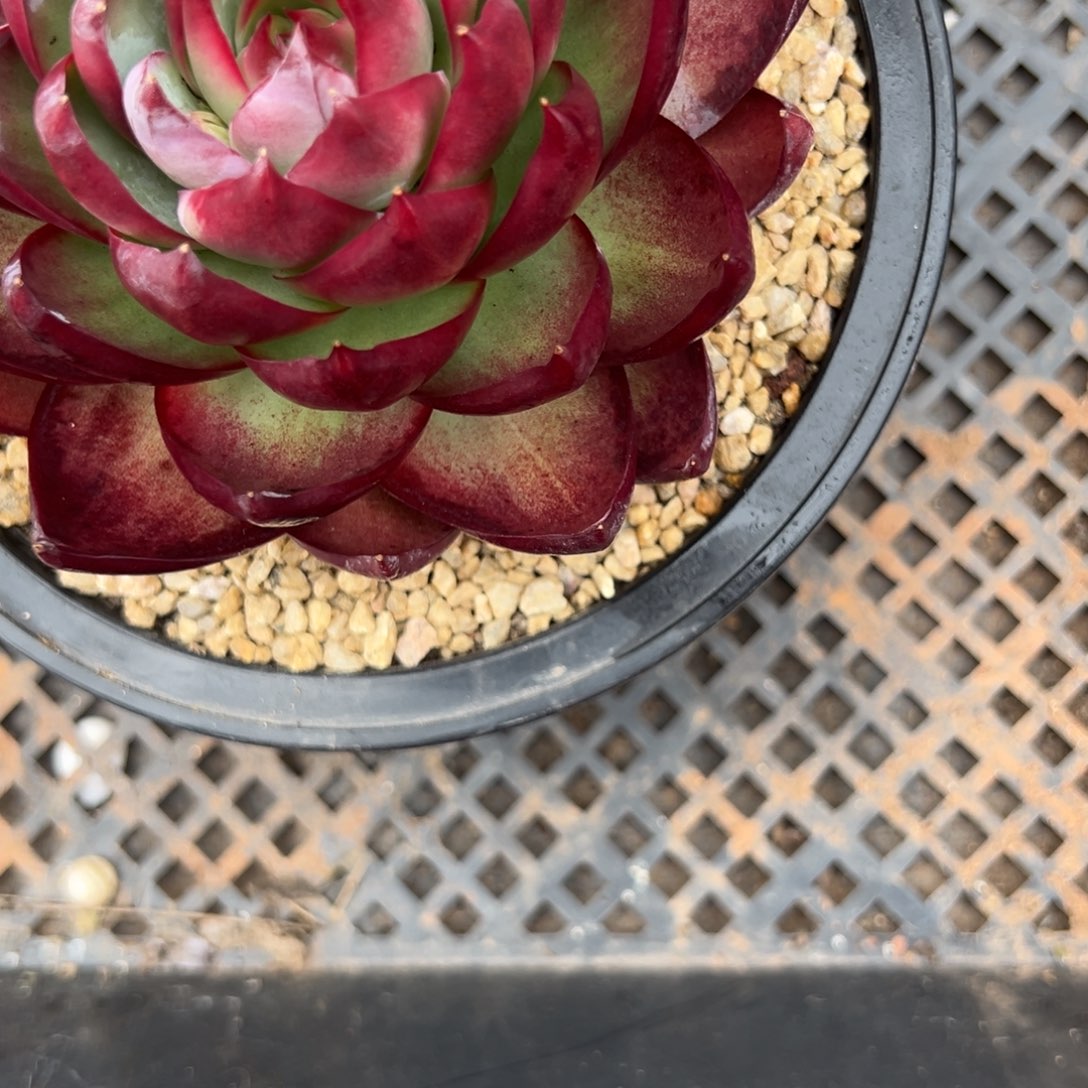 惊鸿仙子多肉植物