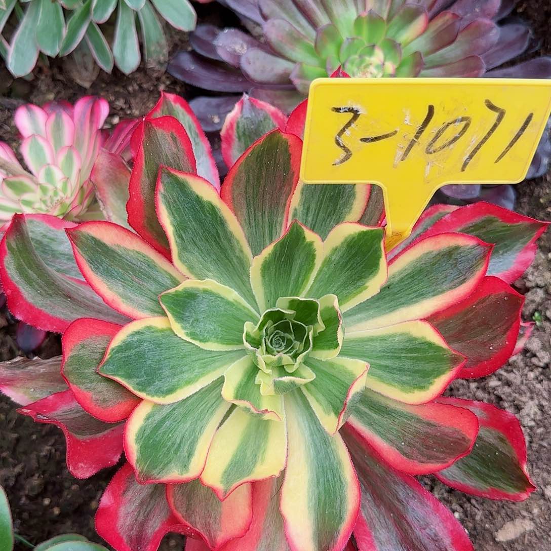 3-1071---多头多肉植物