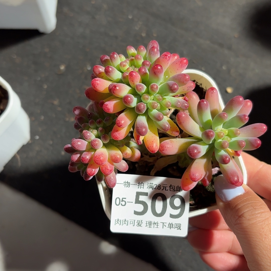 果冻乙女心缀无盆土发货无盆