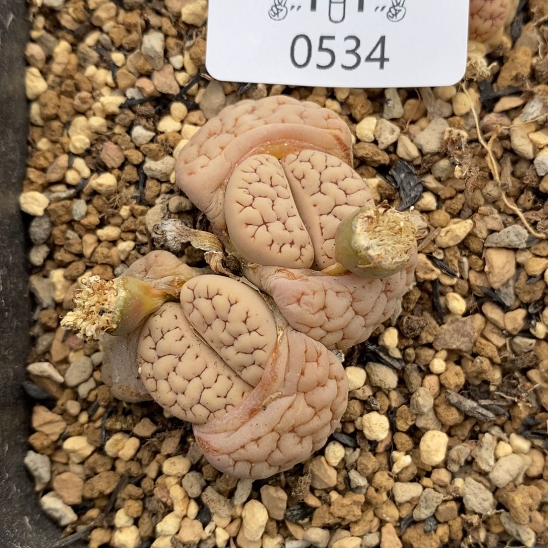 0534。零下拍保温。