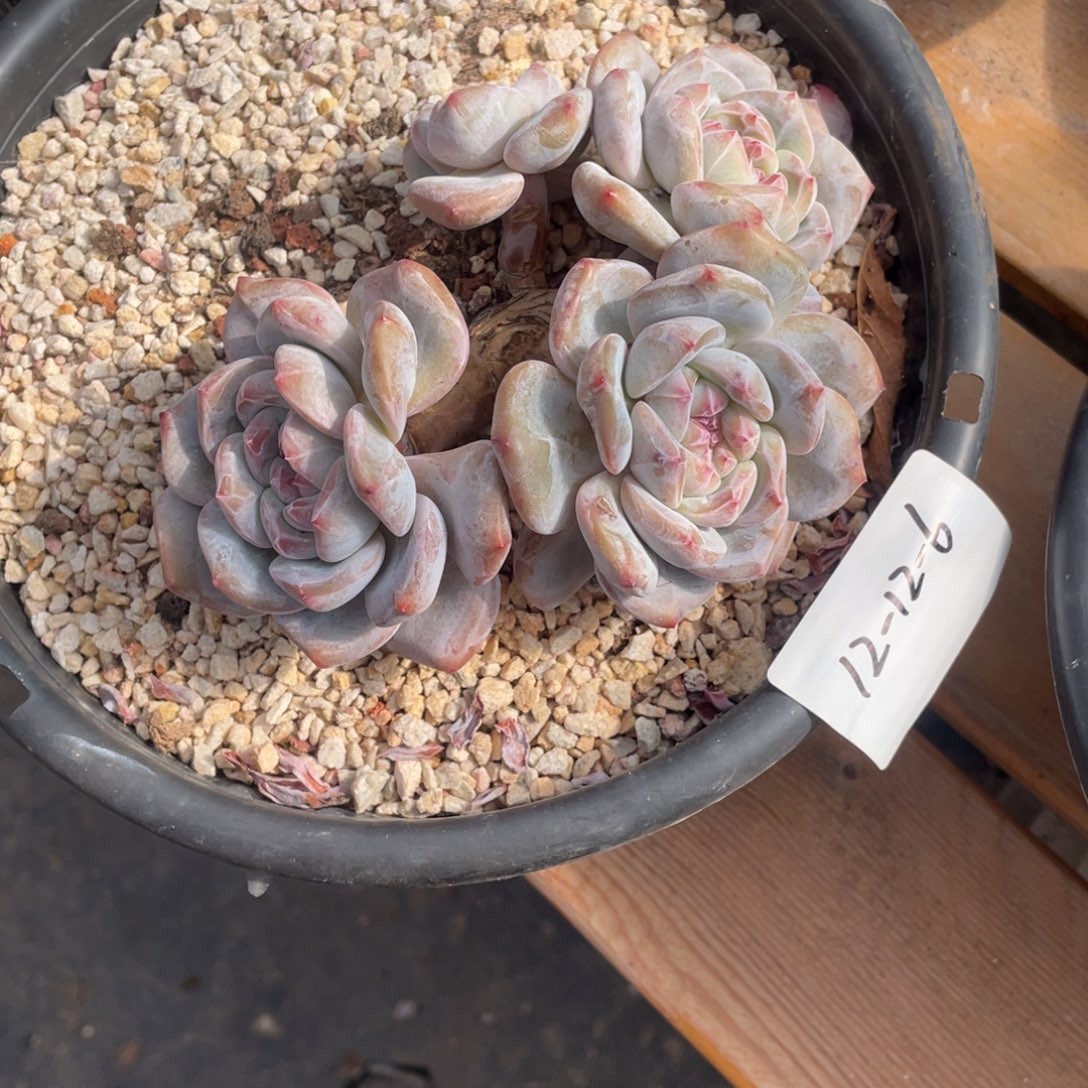 12-12-6静好多肉园艺